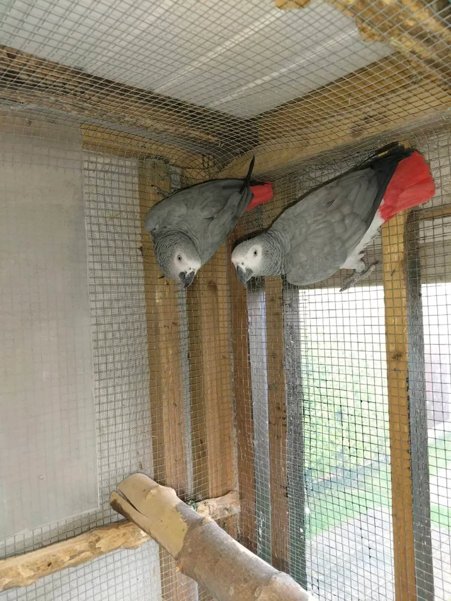 African Grey's - Image 1