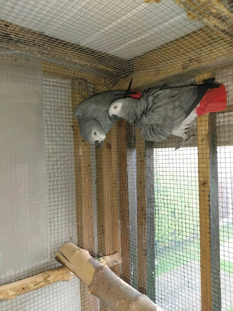 African Grey's - Image 2