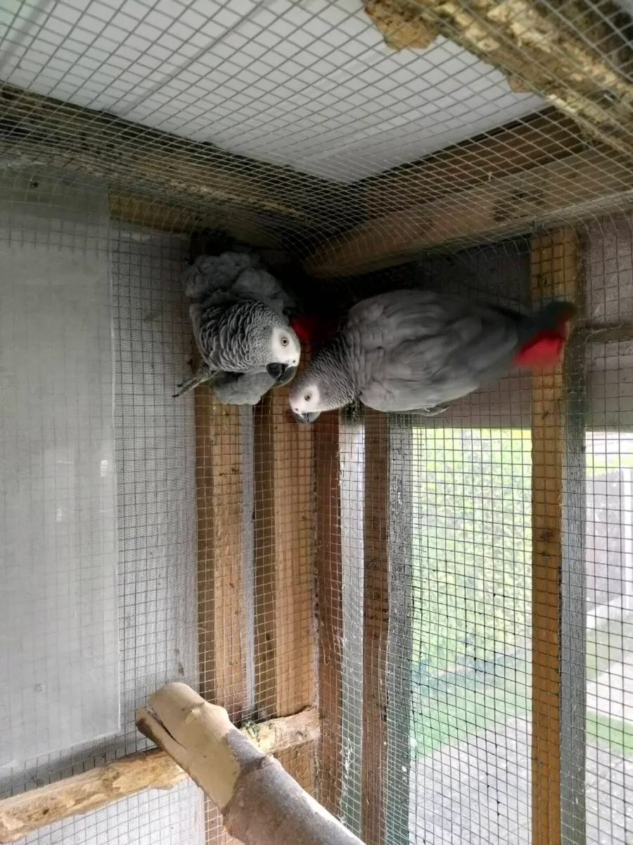 African Grey's - Image 3