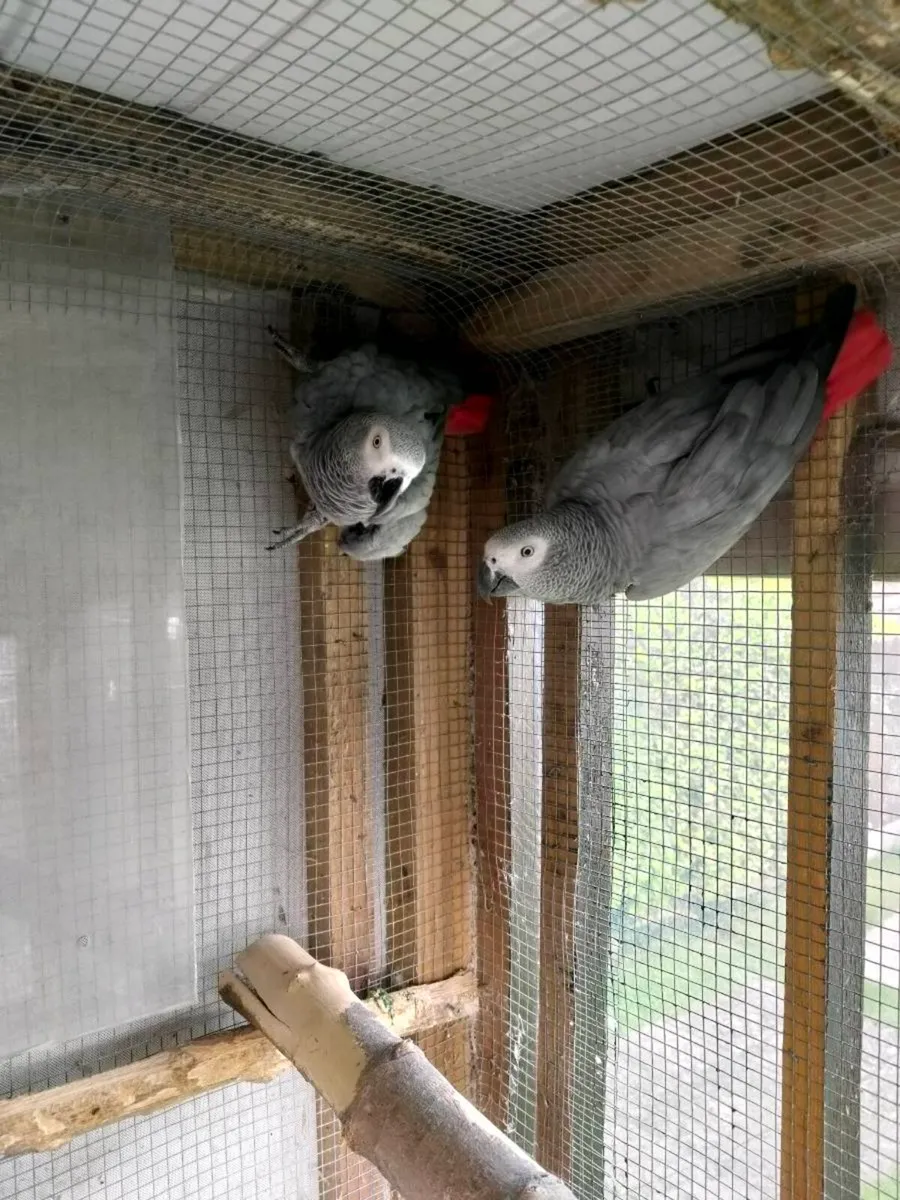 African Grey's - Image 4