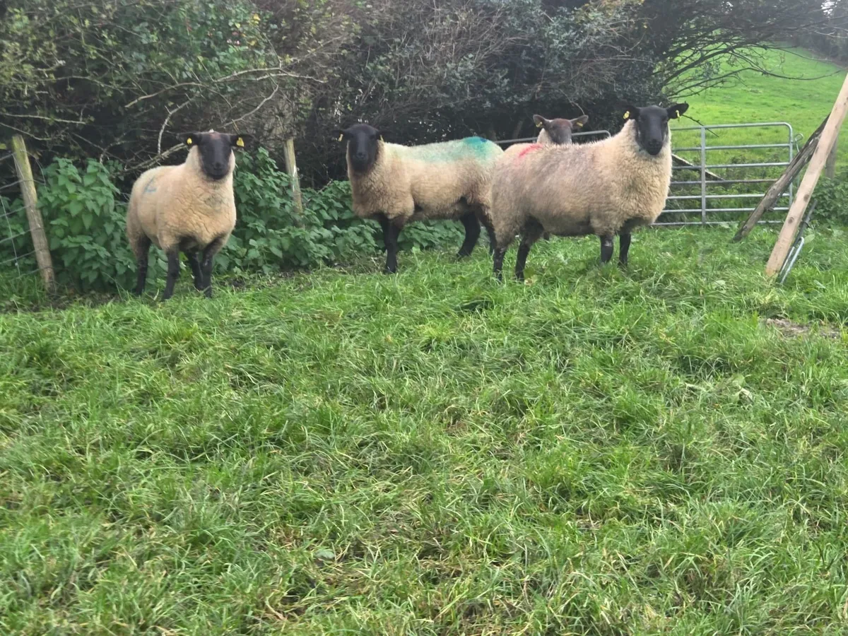 4 suffolk hogget ewes - Image 1