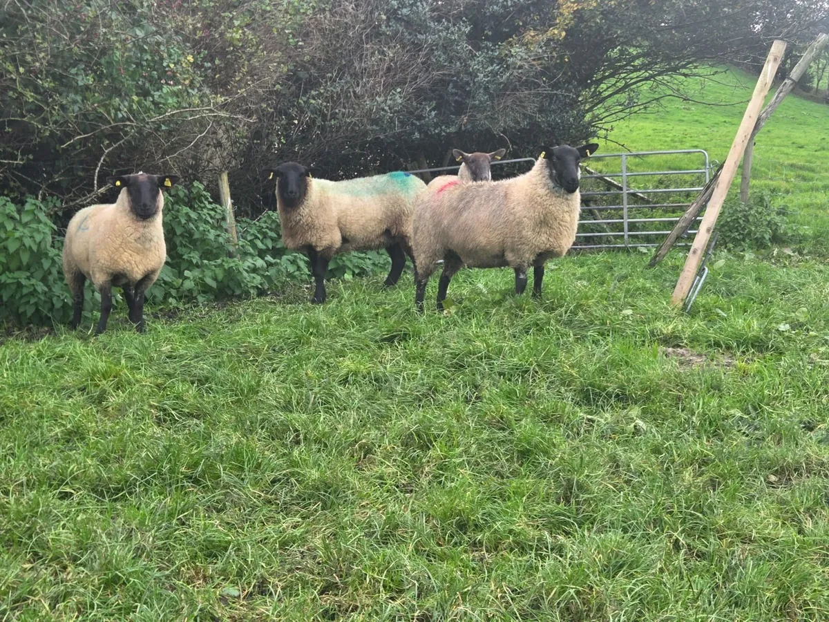 4 suffolk hogget ewes - Image 2