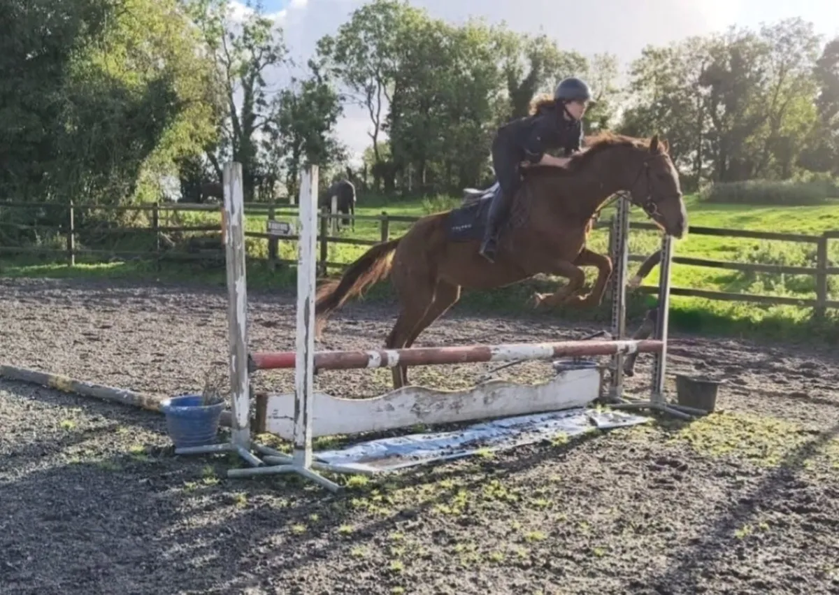 16hh Pleasure Horse - Image 3
