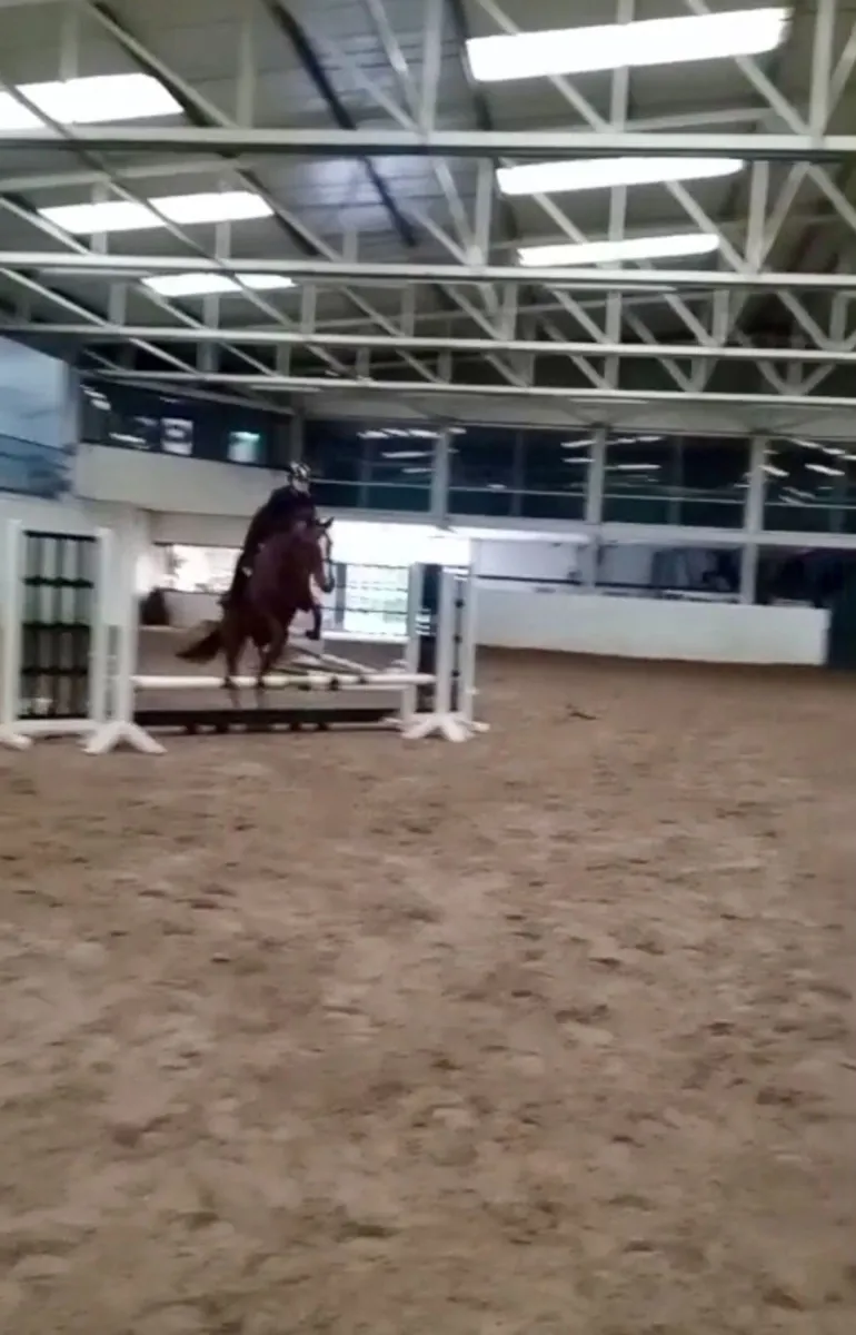 16hh Pleasure Horse - Image 4