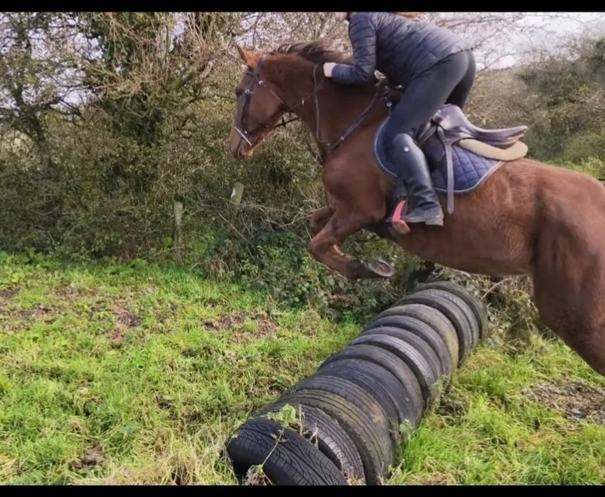 16hh Pleasure Horse - Image 1