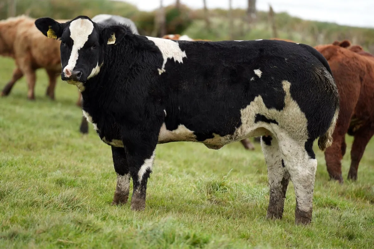 Outstanding Heifers for Manorhamilton Mart 2nd Nov - Image 1