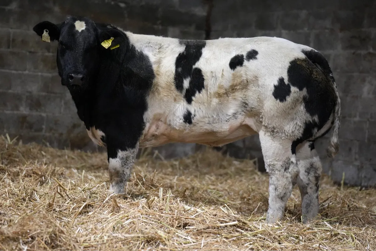 Outstanding Heifers for Manorhamilton Mart 2nd Nov - Image 2