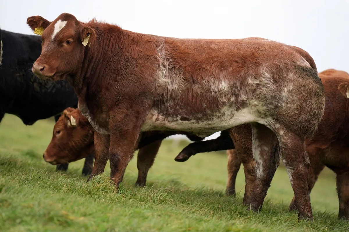 Outstanding Heifers for Manorhamilton Mart 2nd Nov - Image 4