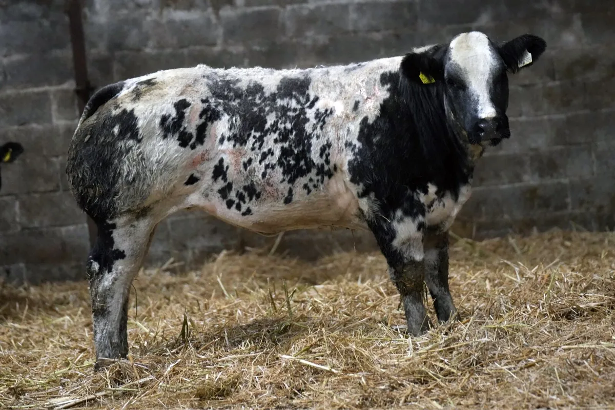 Outstanding Heifers for Manorhamilton Mart 2nd Nov - Image 3