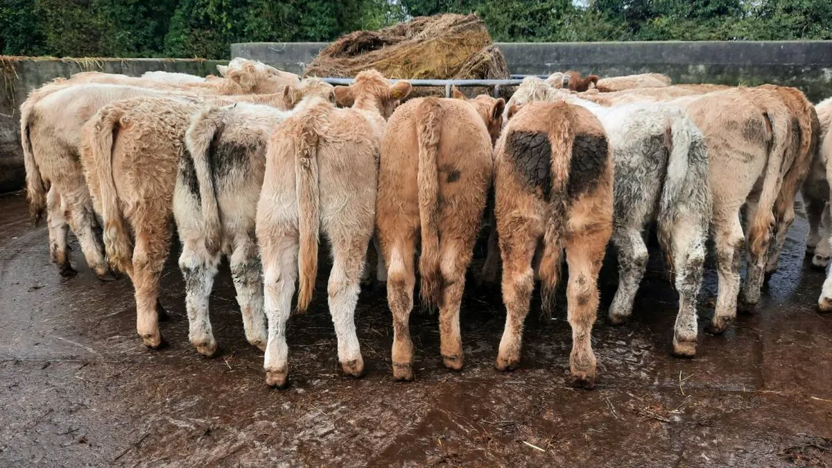 30 Super Charolais Heifers - Image 1
