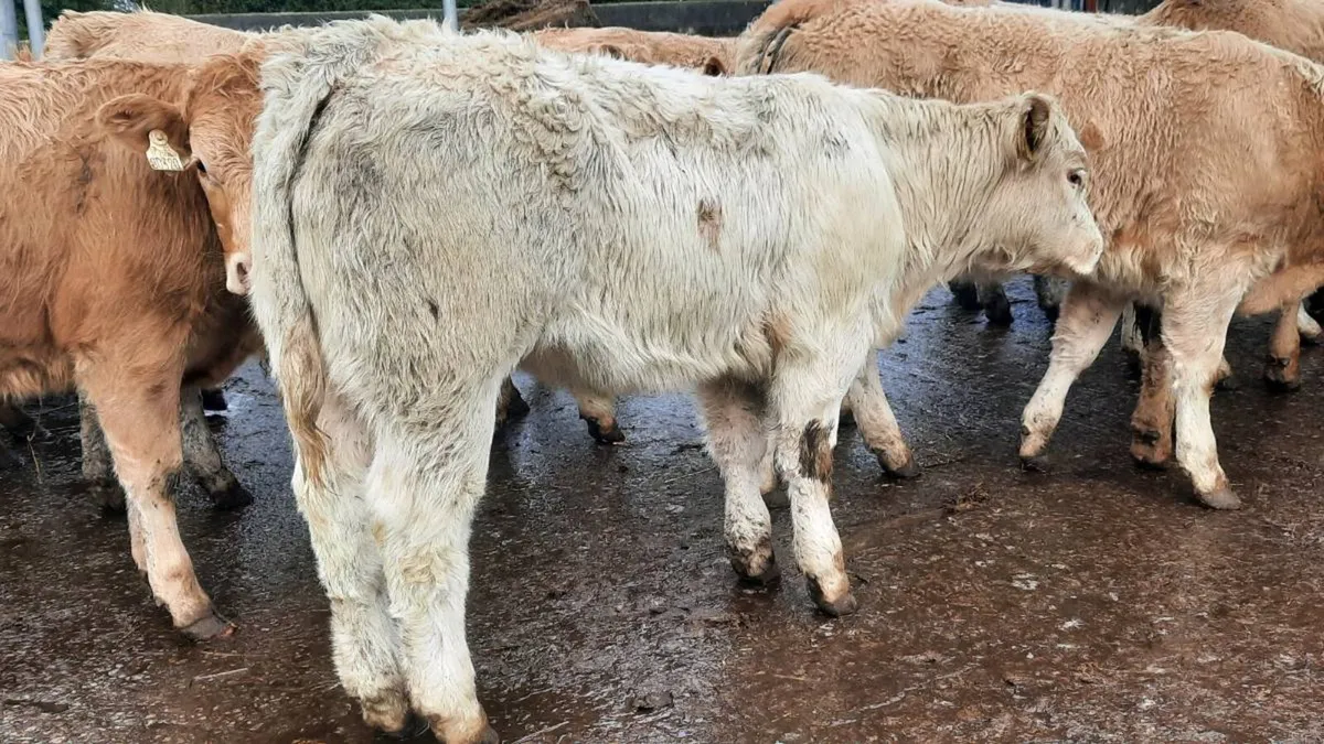 30 Super Charolais Heifers - Image 2