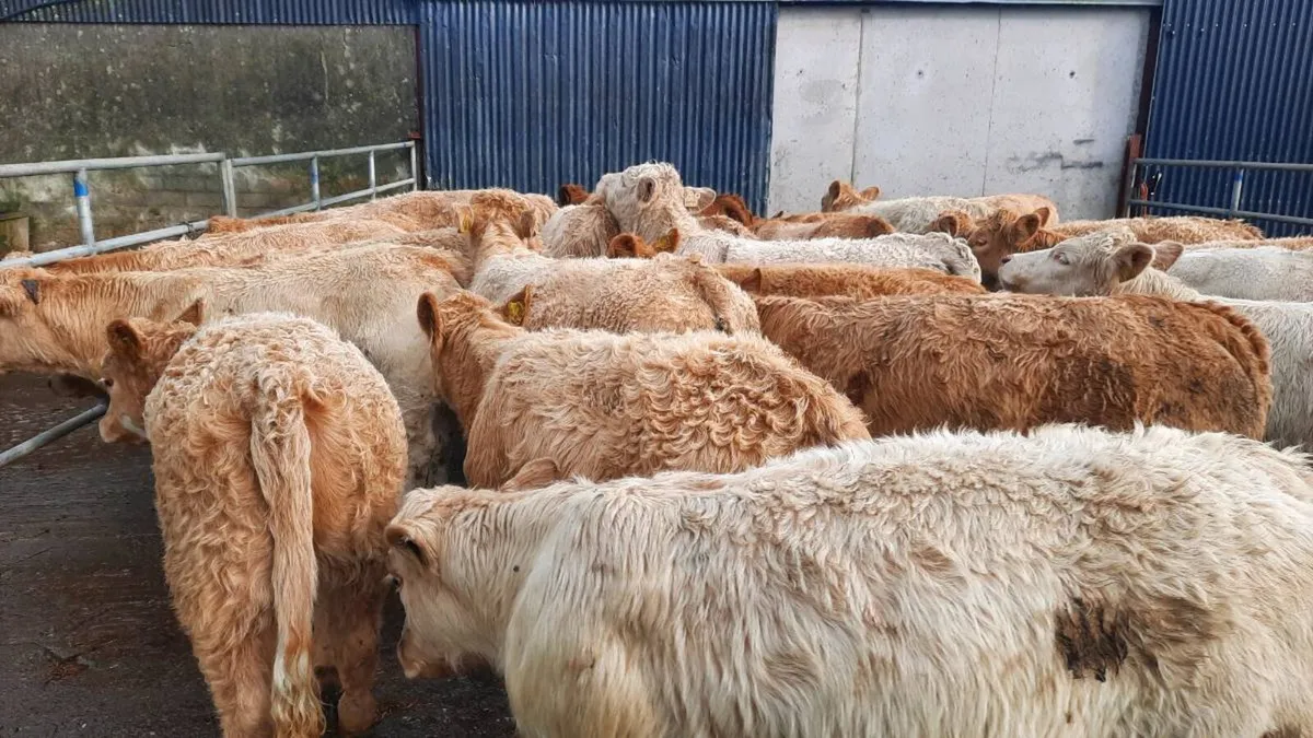 30 Super Charolais Heifers - Image 4
