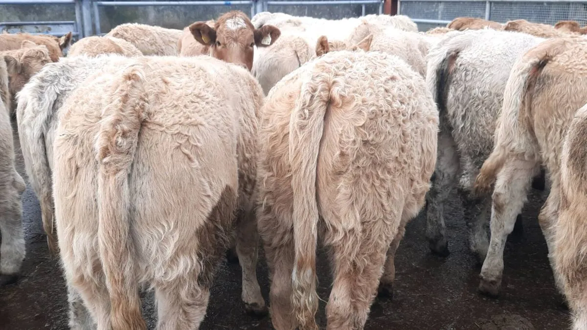 30 Super Charolais Heifers - Image 3
