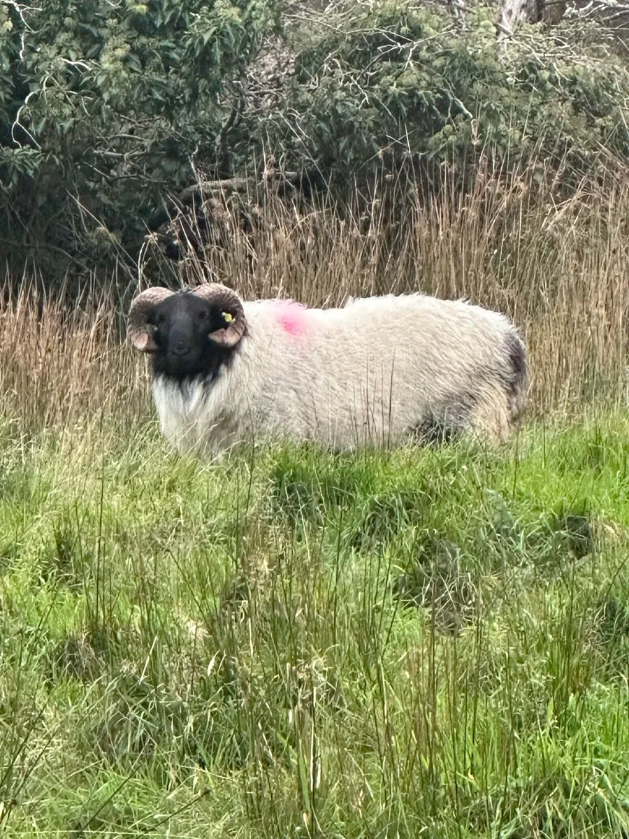 Connemara/mayo blackface hoggets - Image 2