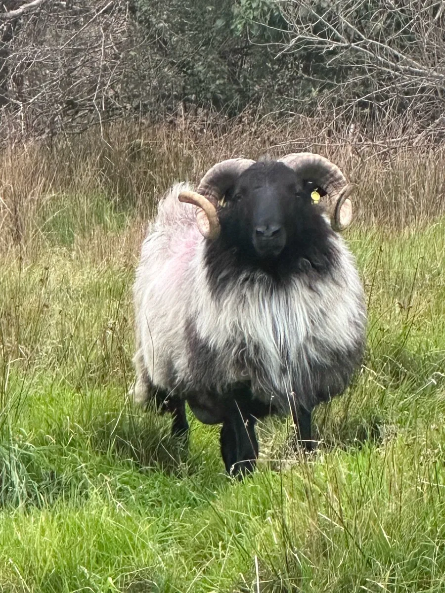 Connemara/mayo blackface hoggets - Image 3