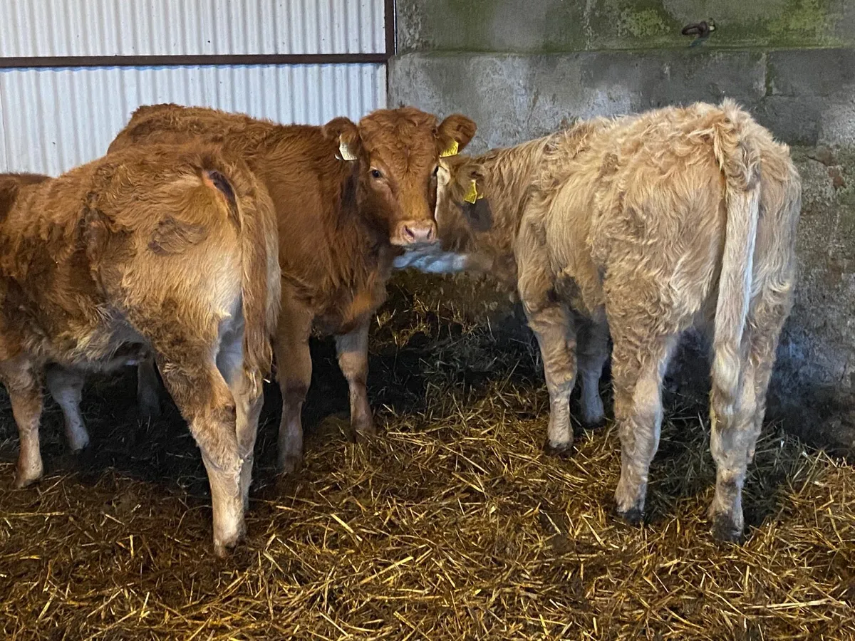 3 Super Heifer Weanlings - Image 2