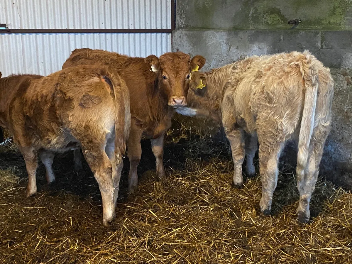 3 Super Heifer Weanlings - Image 3