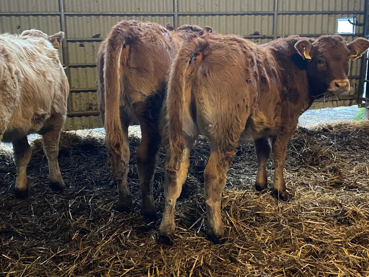 3 Super Heifer Weanlings - Image 4
