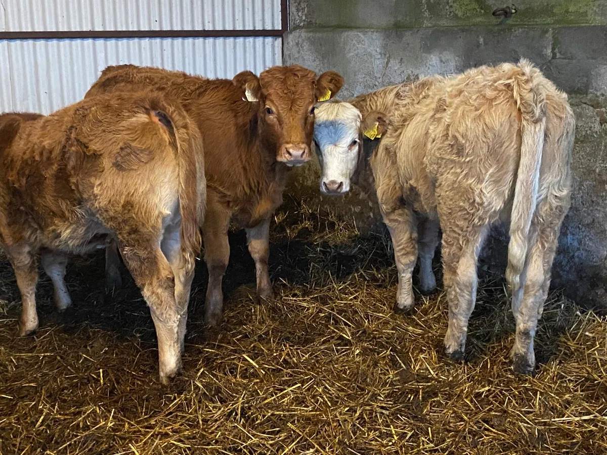 3 Super Heifer Weanlings - Image 1