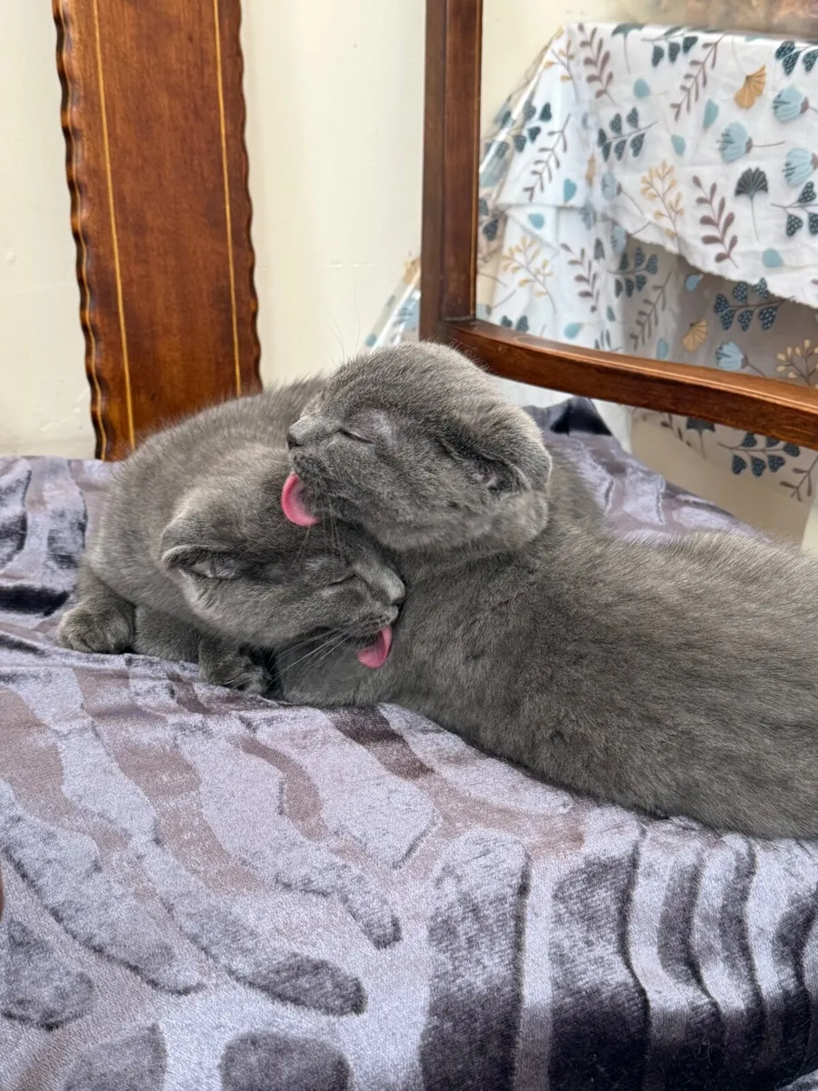 Scottish fold ears kittens - Image 4