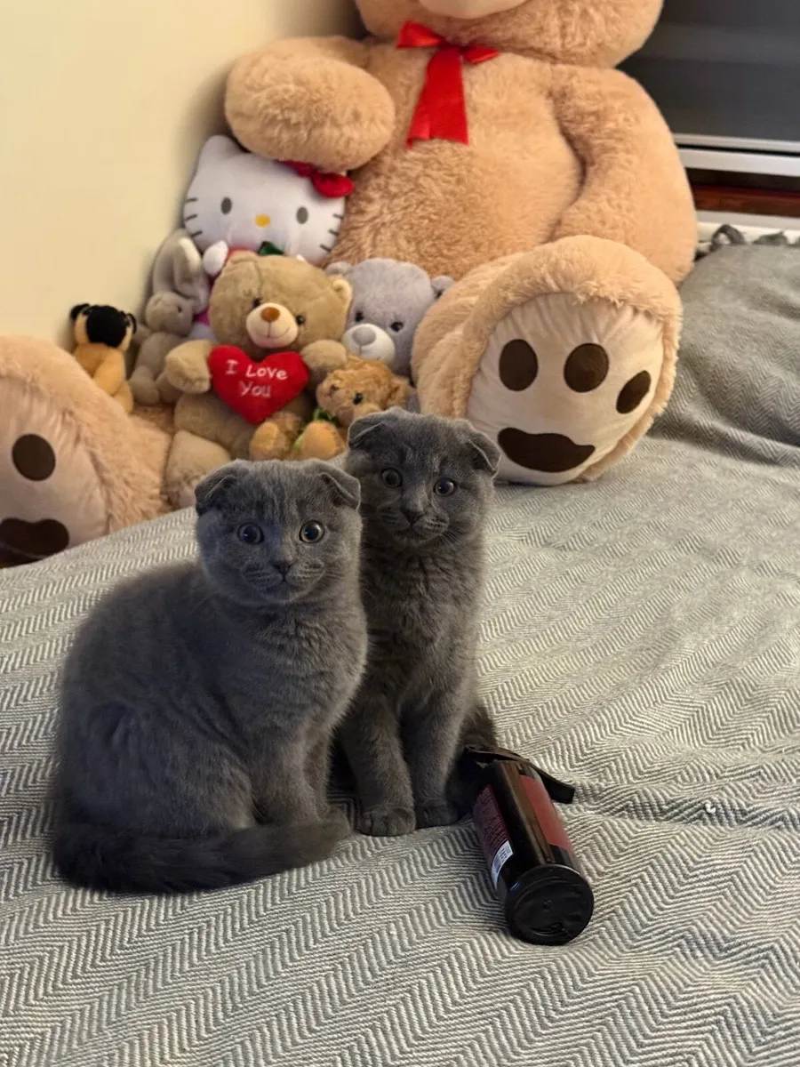 Scottish fold ears kittens - Image 1