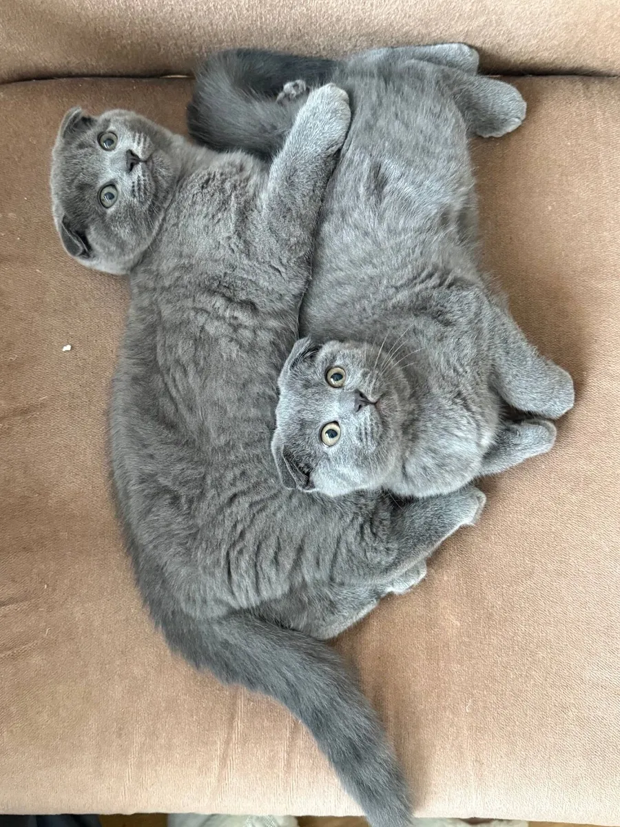 Scottish fold ears kittens - Image 3