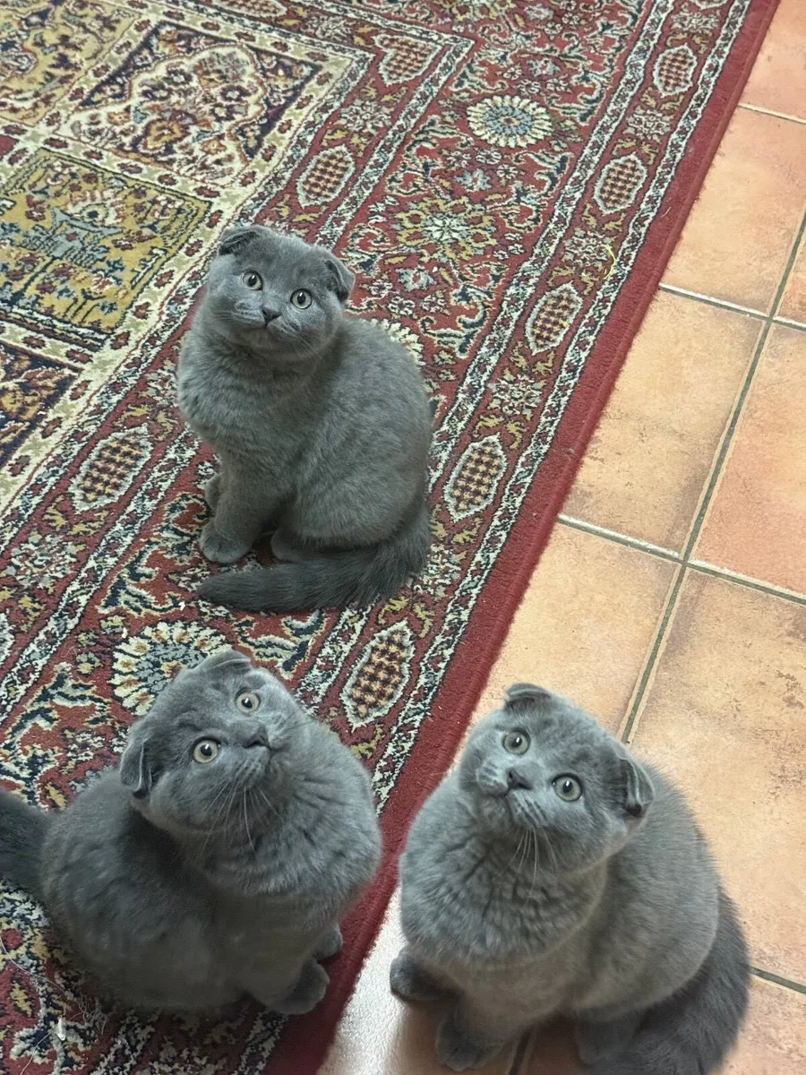 Scottish fold ears kittens - Image 2