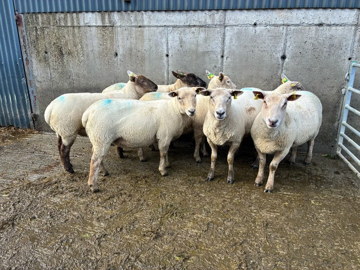 Hoggets ewes - Image 1