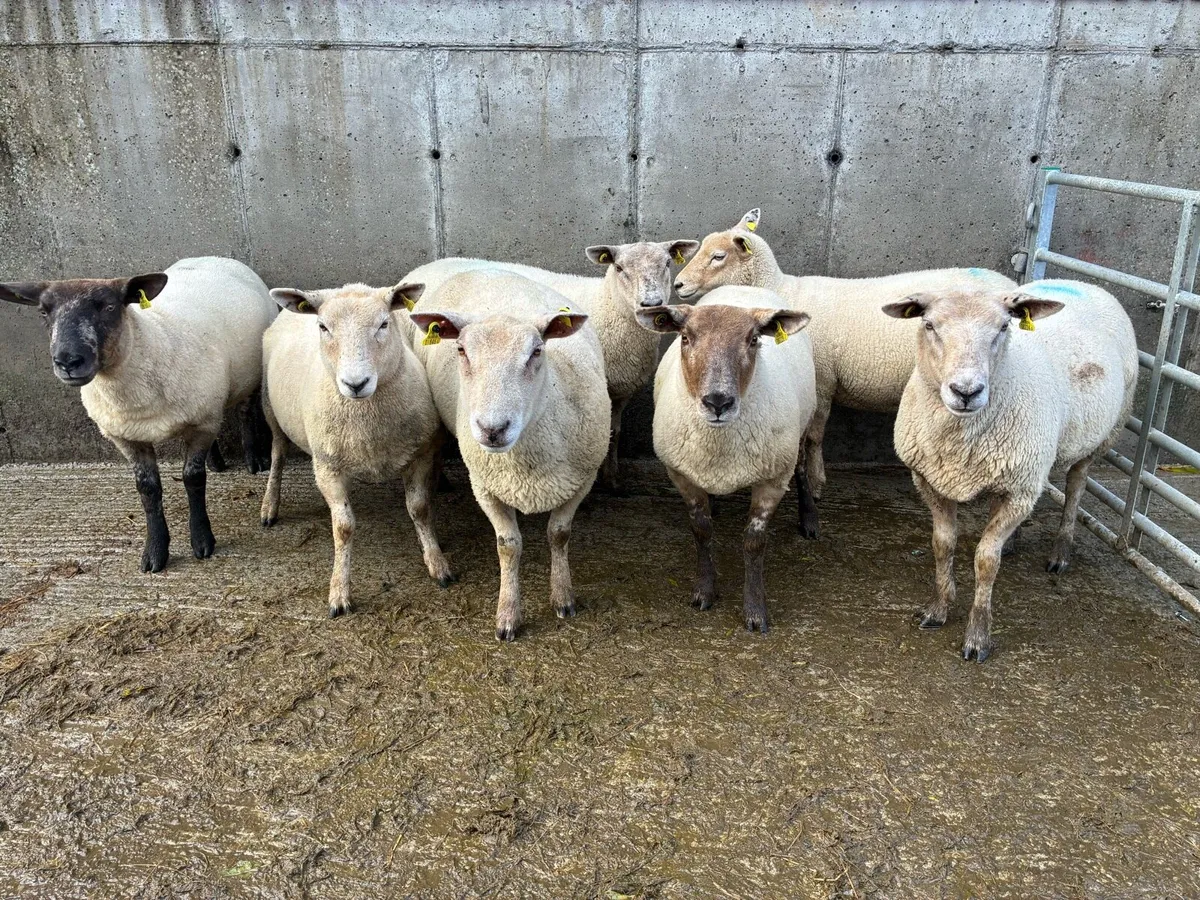 Hoggets ewes - Image 2