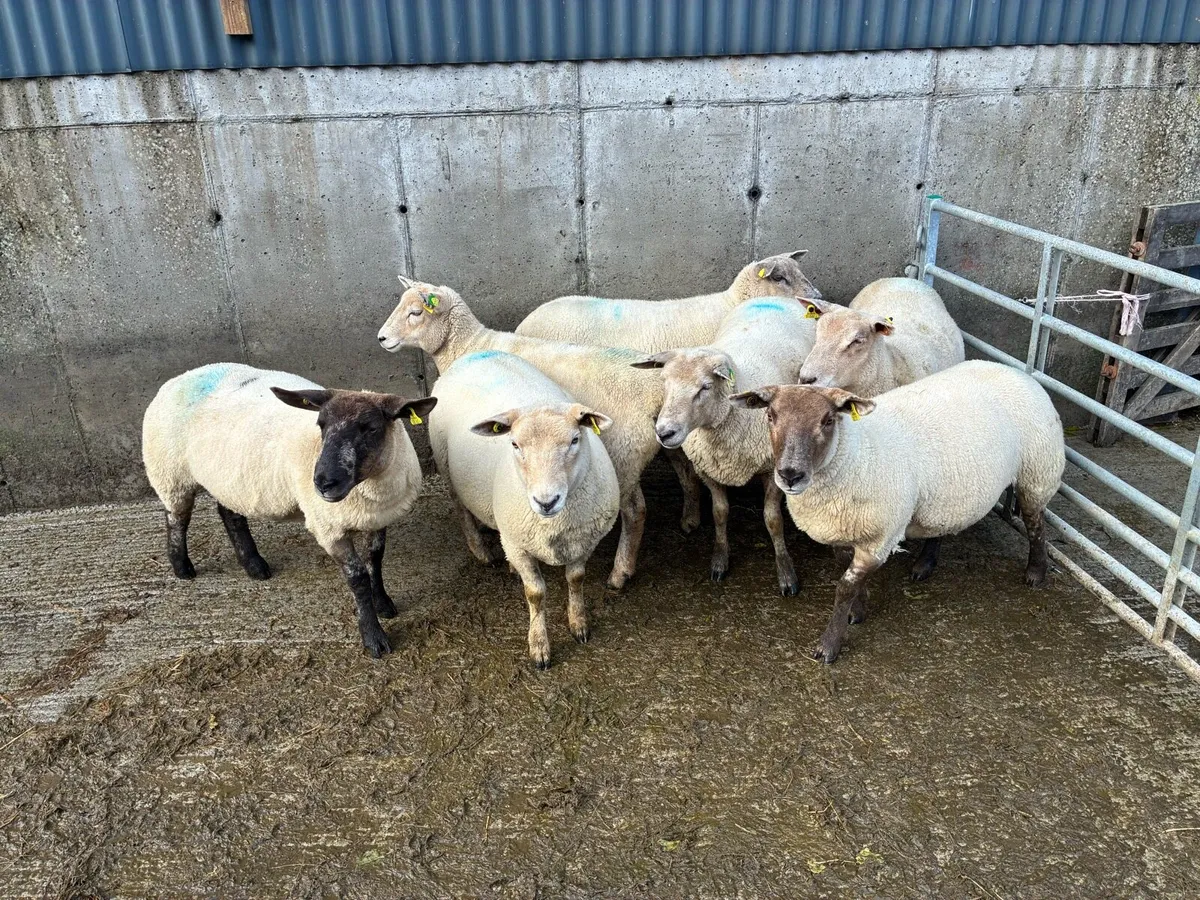 Hoggets ewes - Image 3