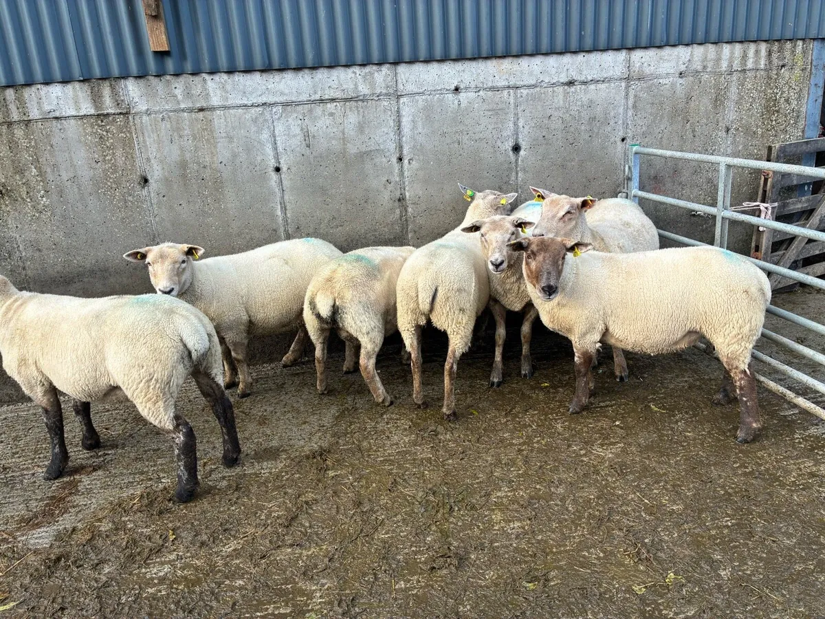 Hoggets ewes - Image 4