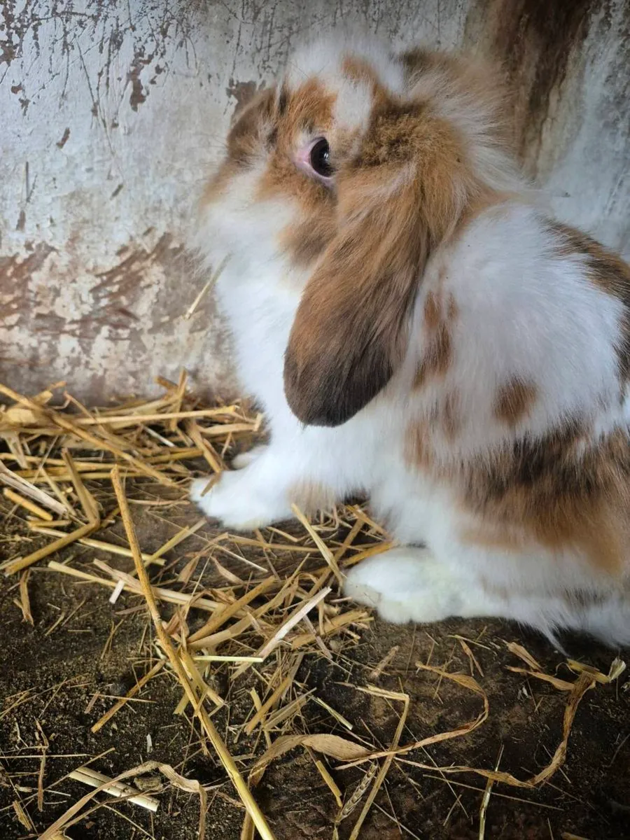 Rabbits - Image 1