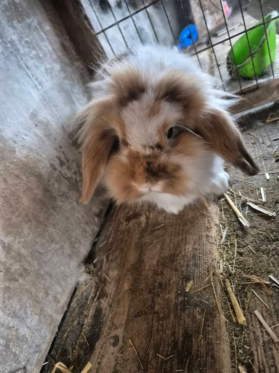 Rabbits - Image 2