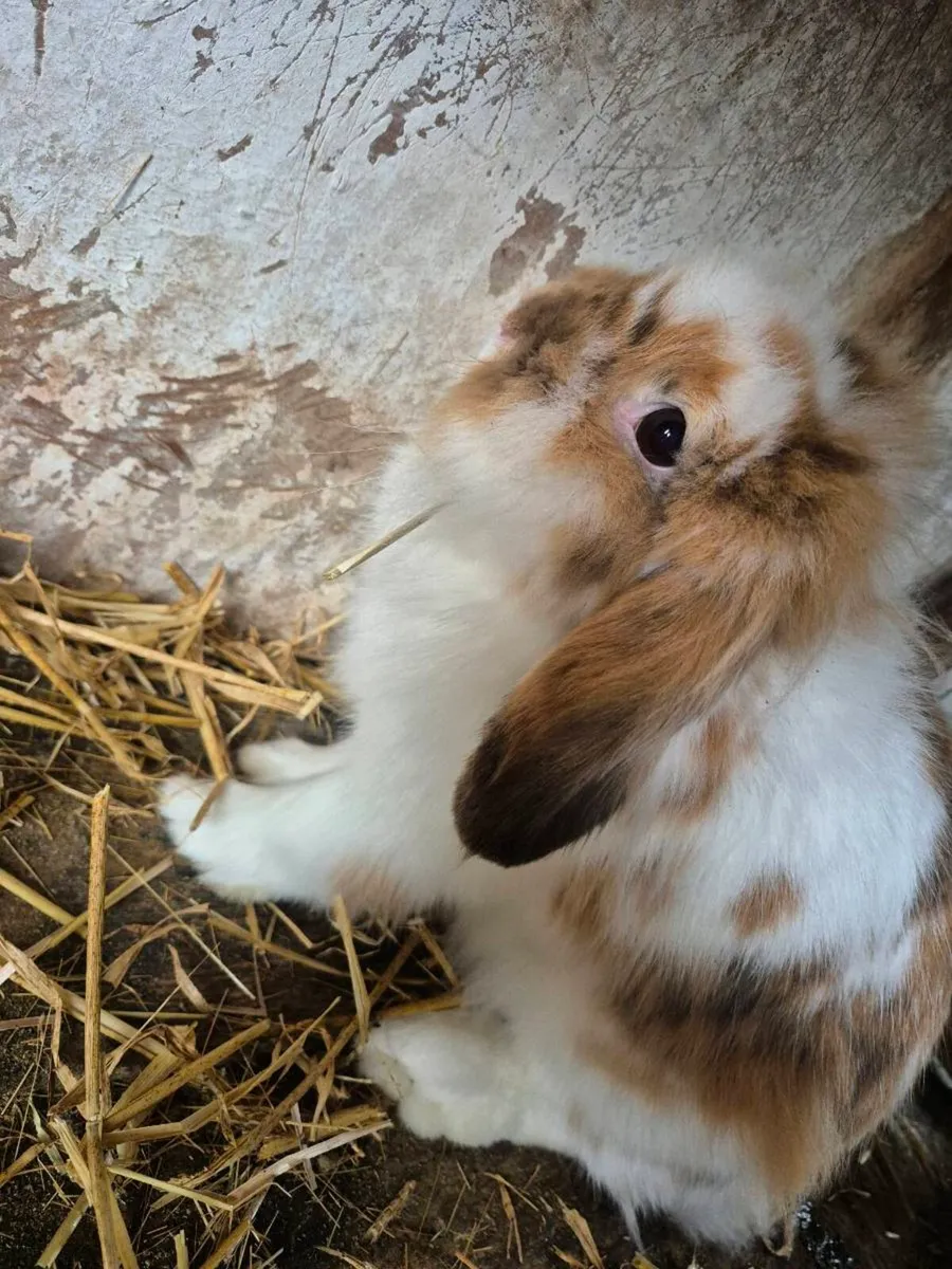 Rabbits - Image 3