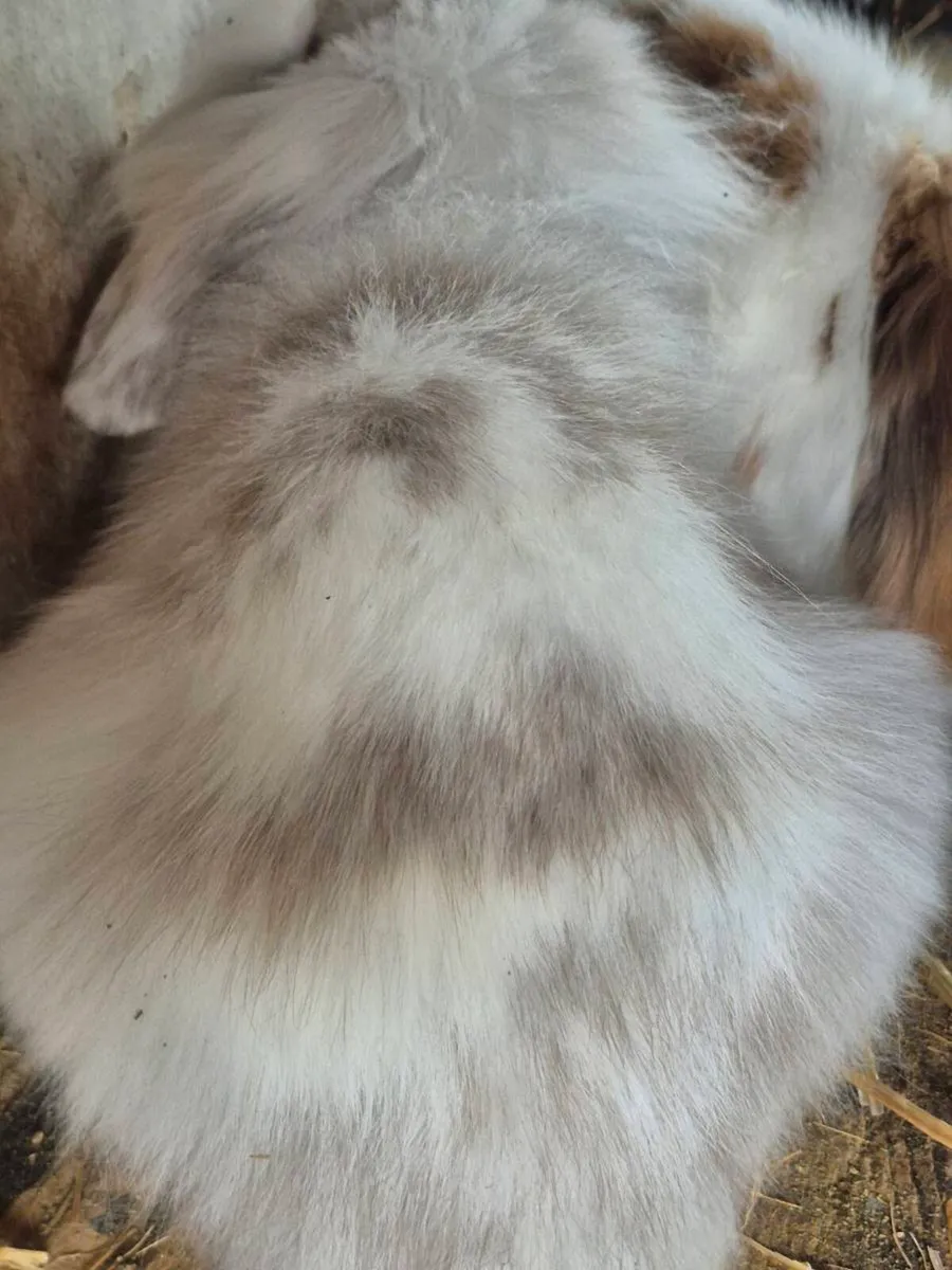 Rabbits - Image 4