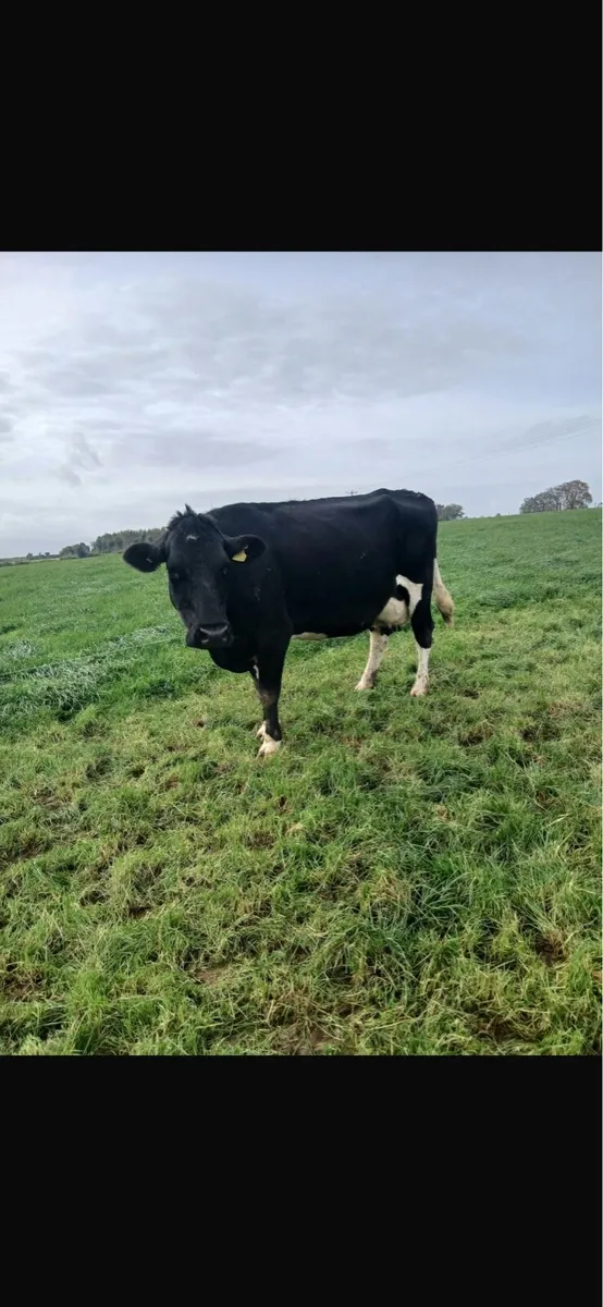 Empty Cows - Image 1