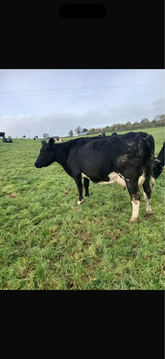 Empty Cows - Image 3