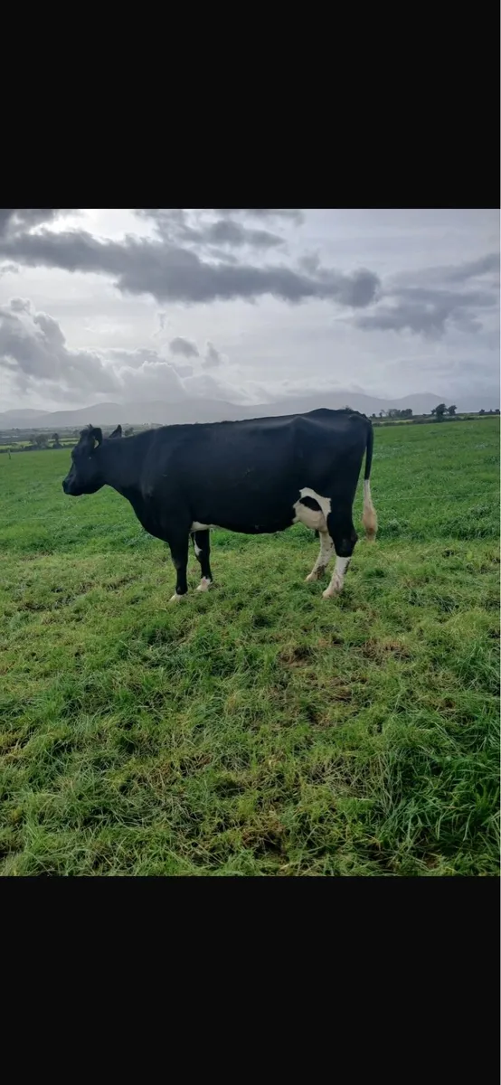 Empty Cows - Image 2