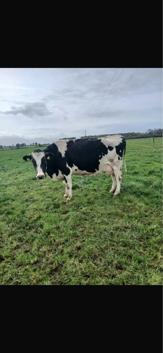 Empty Cows - Image 4