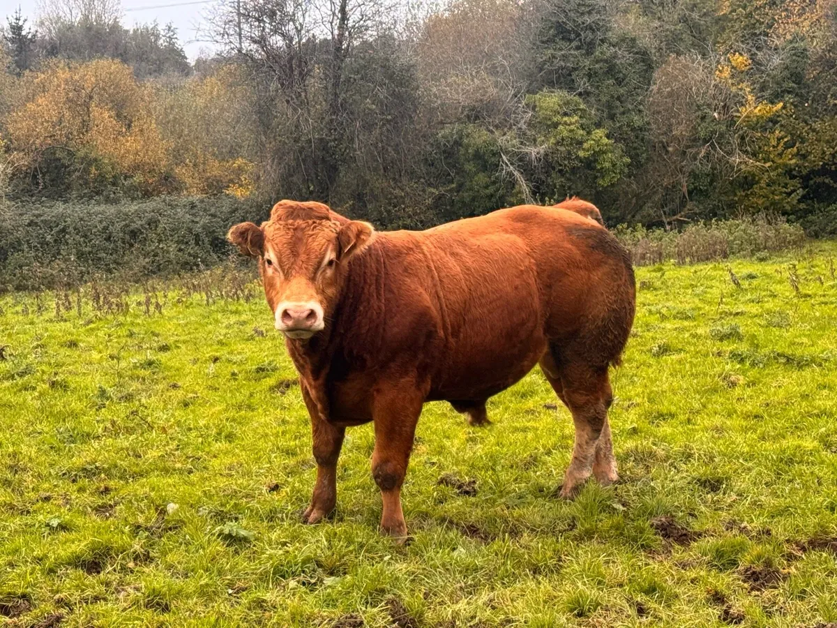 Limousin Bulls - Image 2