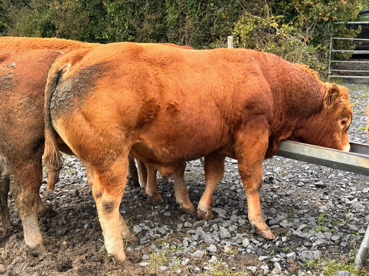 Limousin Bulls - Image 3