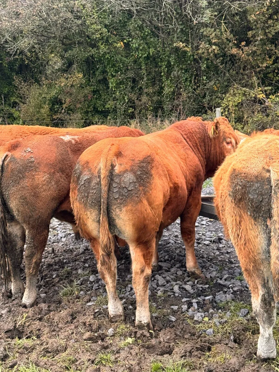 Limousin Bulls - Image 1