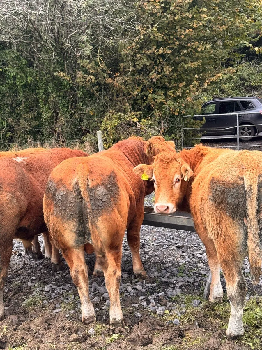 Limousin Bulls - Image 4