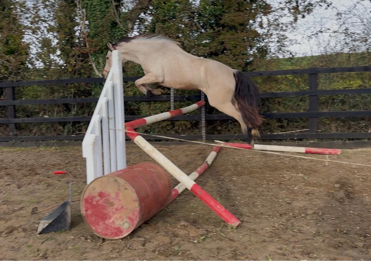 Dun Connemara Gelding - Image 2
