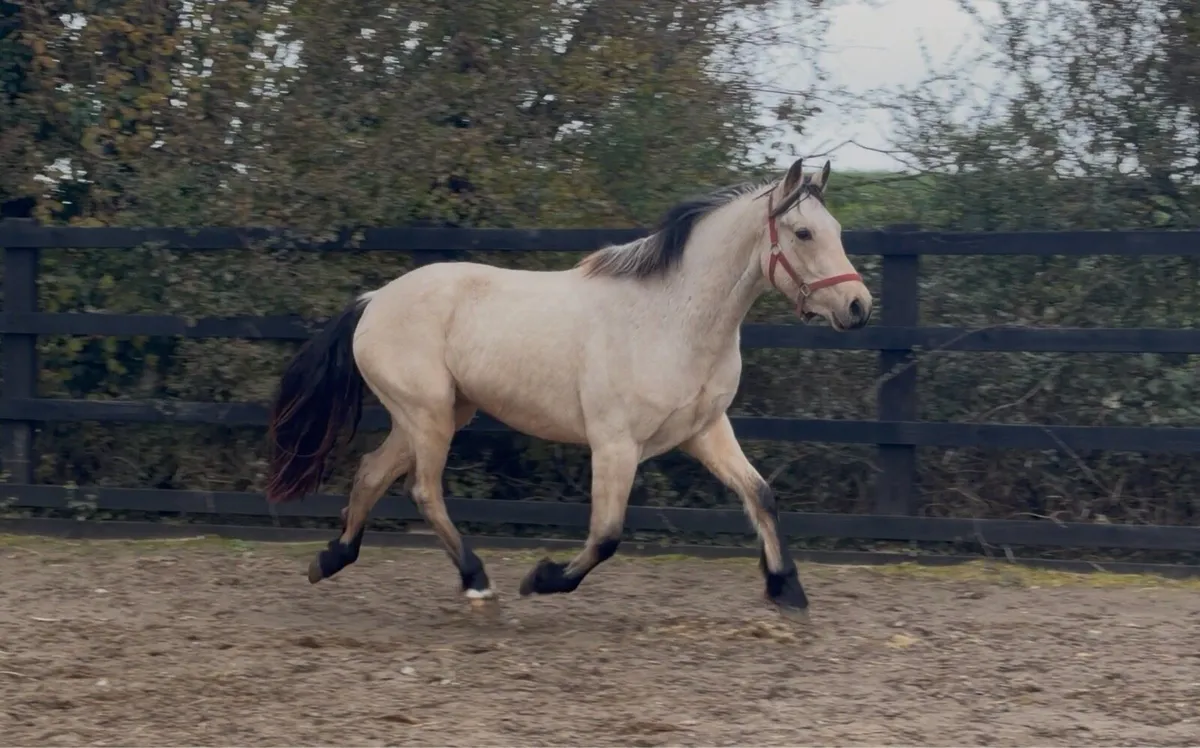 Dun Connemara Gelding - Image 3