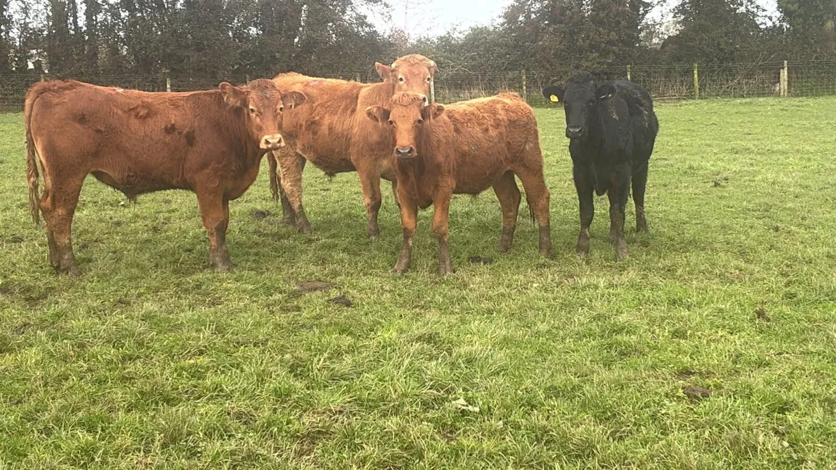 5 super 450 kg limousin bullocks - Image 1