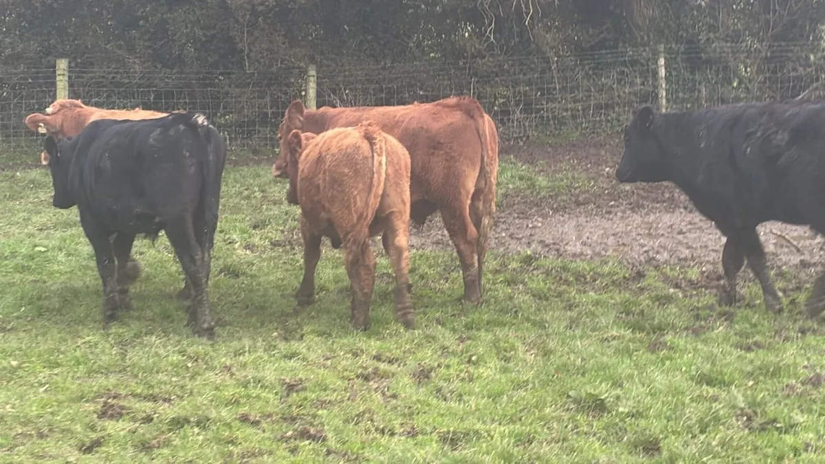 5 super 450 kg limousin bullocks - Image 2