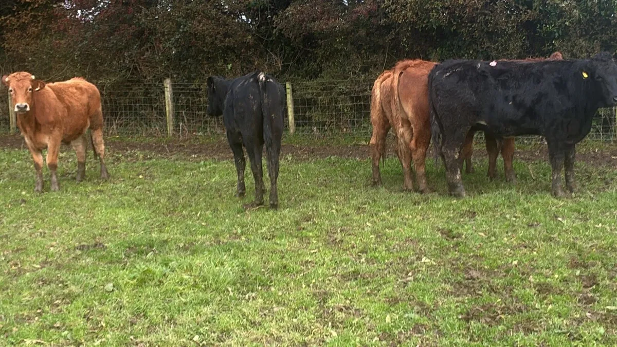 5 super 450 kg limousin bullocks - Image 4