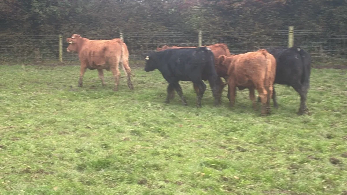 5 super 450 kg limousin bullocks - Image 3