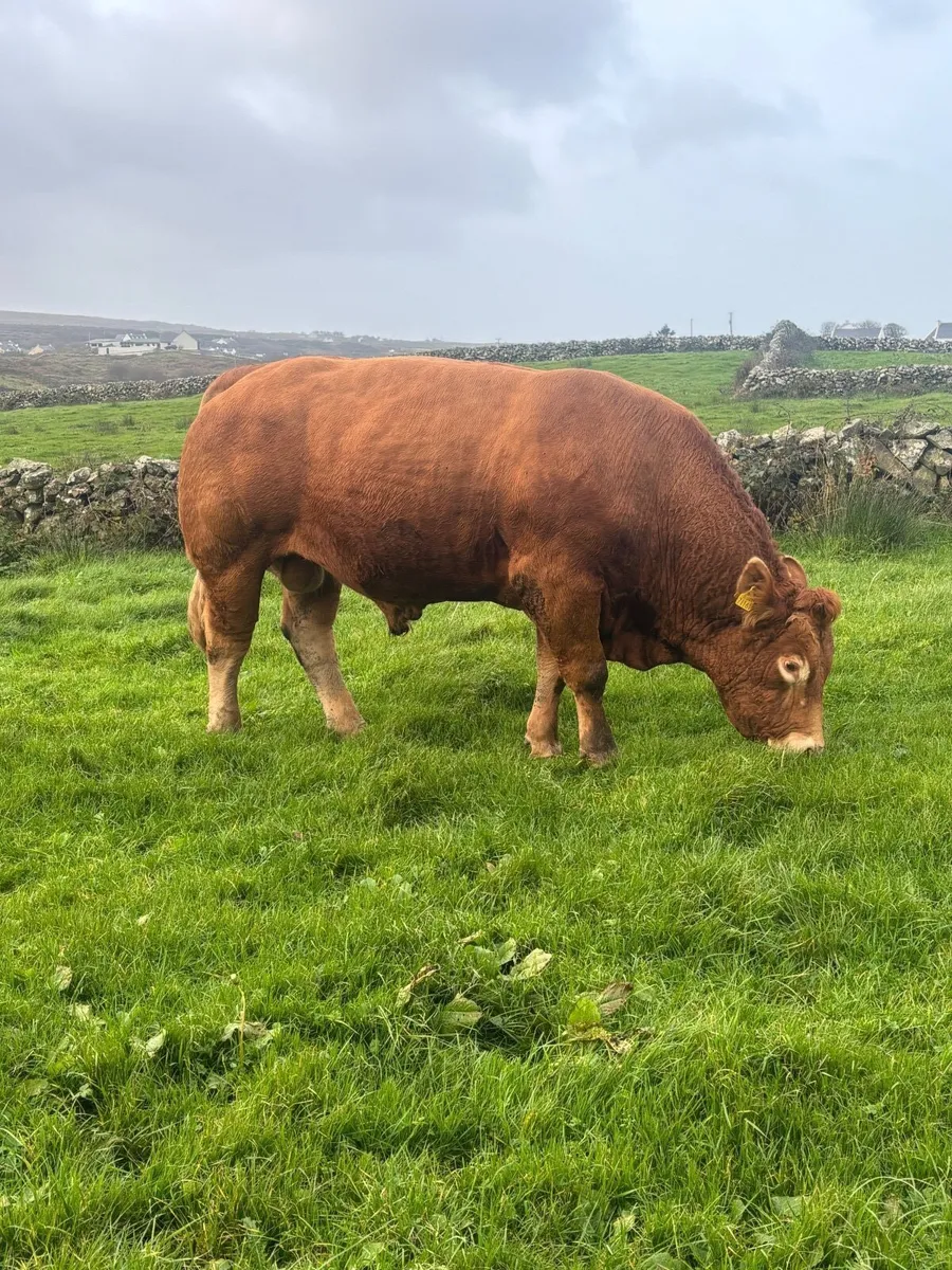Limousine Bull - Image 1